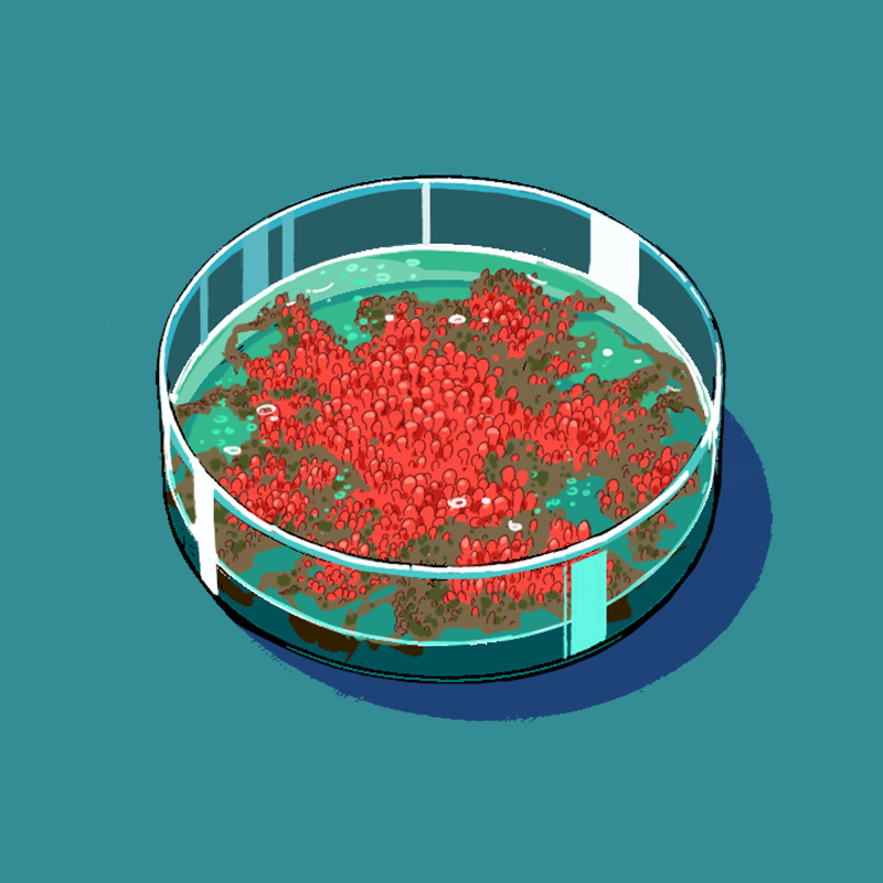 Spore Petri Dish